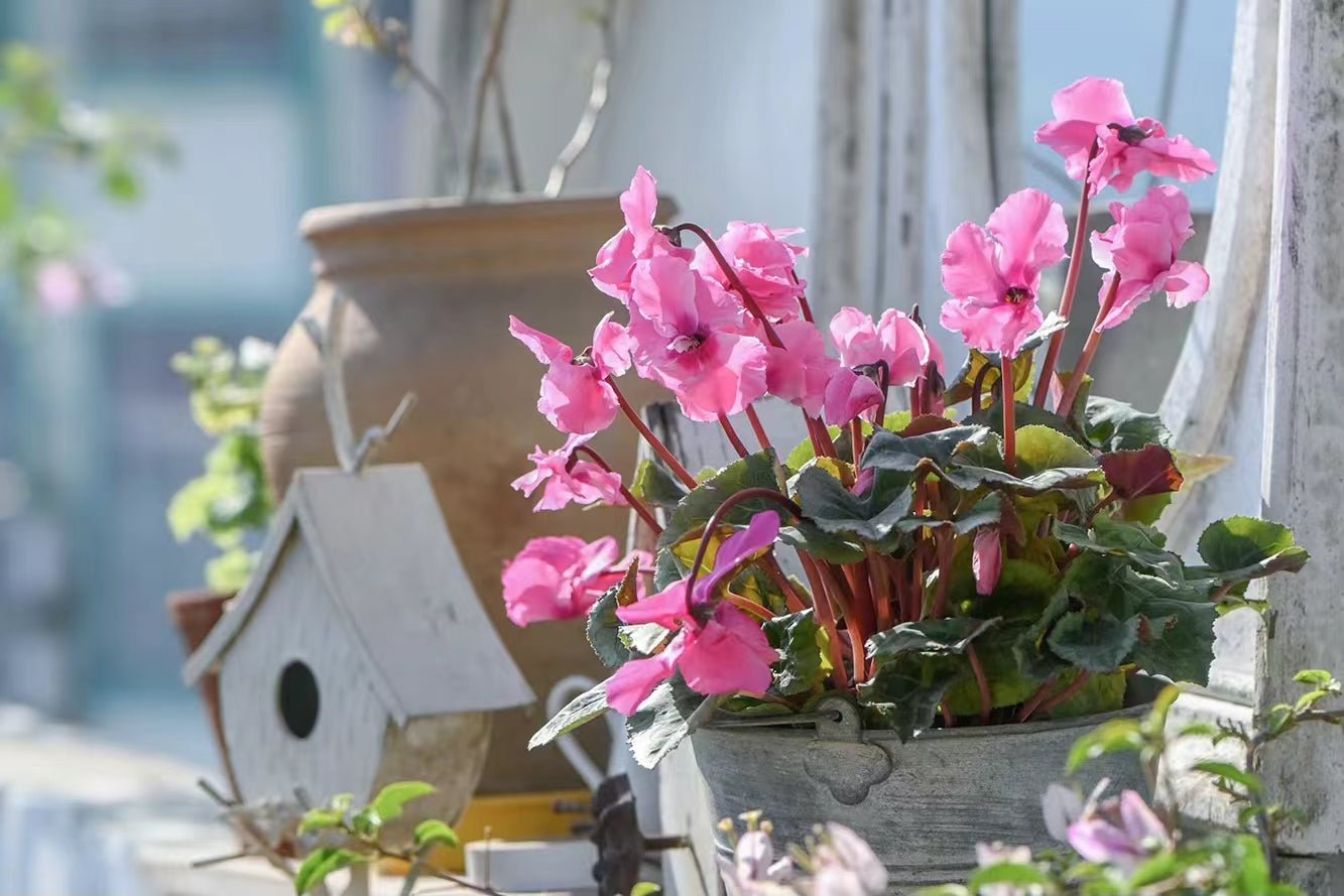 Sowsmallgarden - Giraffe Tools